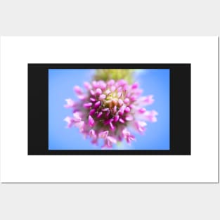 A Red Clover Blossom Posters and Art